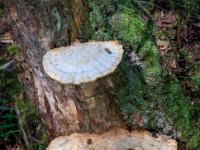 Zwei große Baumpilze an Baumstamm